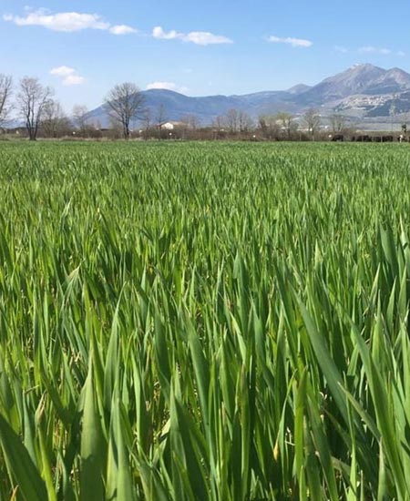 km0-tenute-masullo_2